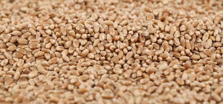 Varaslätten delar ut 14,2 miljoner till medlemmar