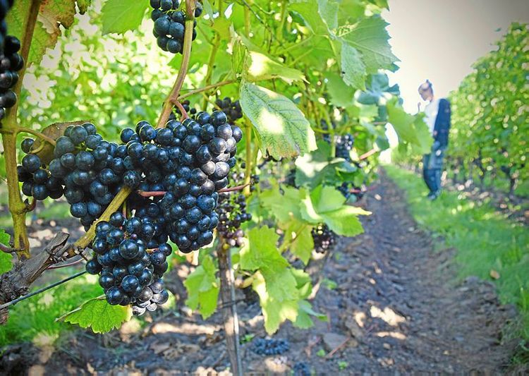 Fortsätter de gynnsamma förhållandena kan svenska vinodlare hoppas på både riklig och tidig skörd. Arkivbild från odling på Österlen i september.