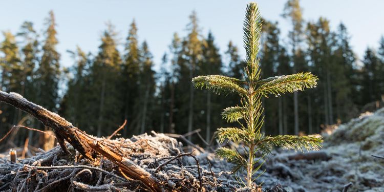 ”Plantor från Norrplant är undermåliga”