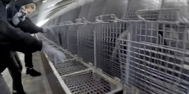 Maskeringen skyddar från straff