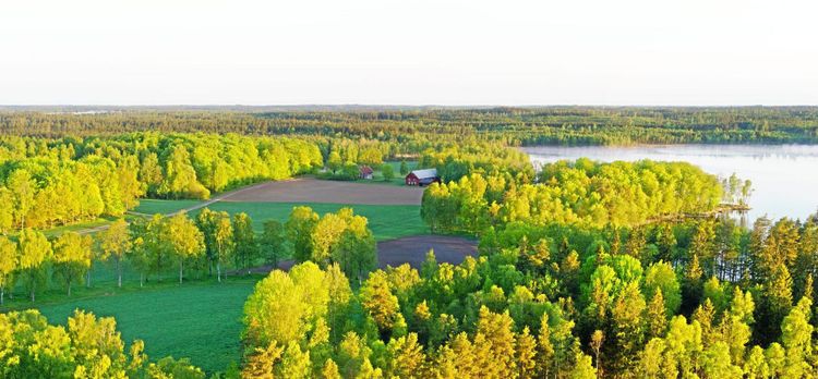Mer lövskog ger mer jobb - men sämre ekonomi