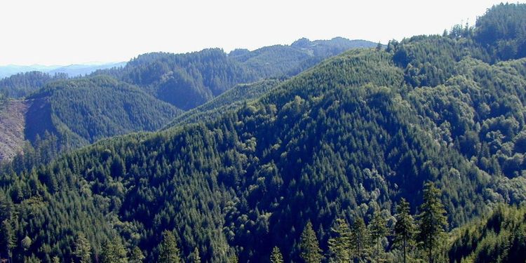 Jätteförsök kan ge svar på skogens knäckfråga