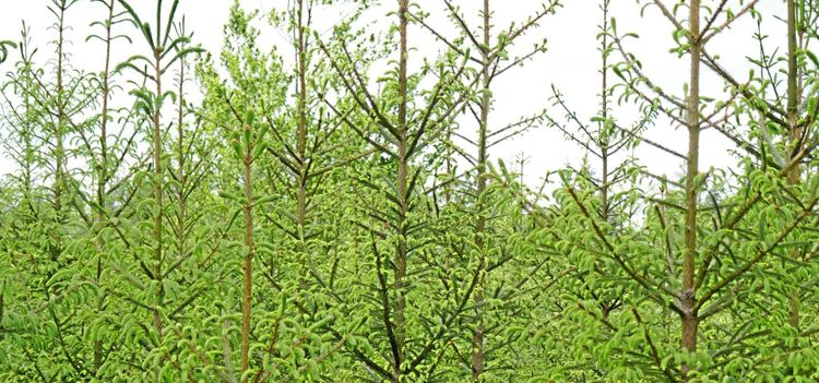 Blågula granar ny exportraket