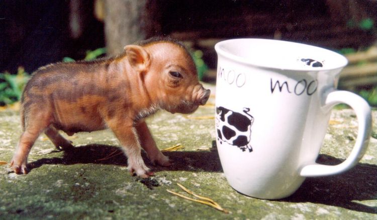 Djurrättsaktivister förmänskligar djur