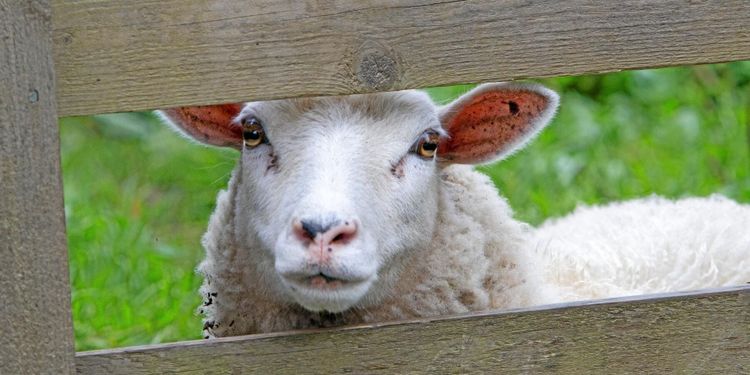 Viltskador kan ge mer ersättning