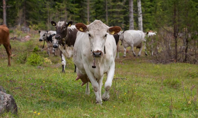 Hjälp fäbodbruket att överleva