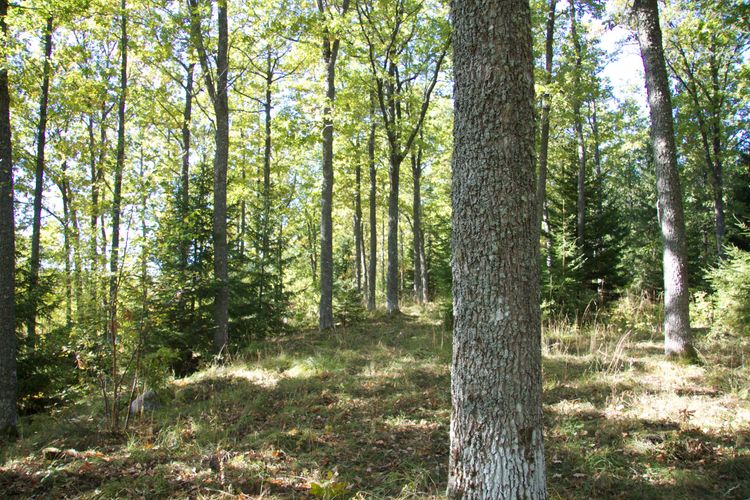 Goda tider för massabruken