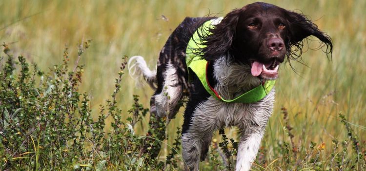 Granskning av populärt fästingmedel klart