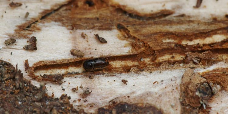 Stor ökning av granbarkborrar