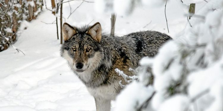 Illegal vargjakt ökar
