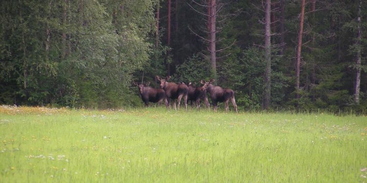 Skogsstyrelsens uppmaning – nå avskjutningsmålen