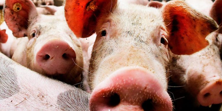 Miljontals vietnamesiska svin pestsmittade