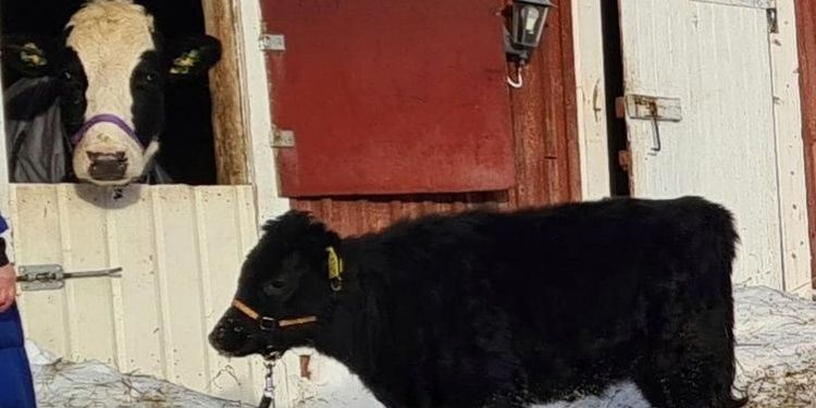 Nu har Hilda fått godkänt sällskap på gården