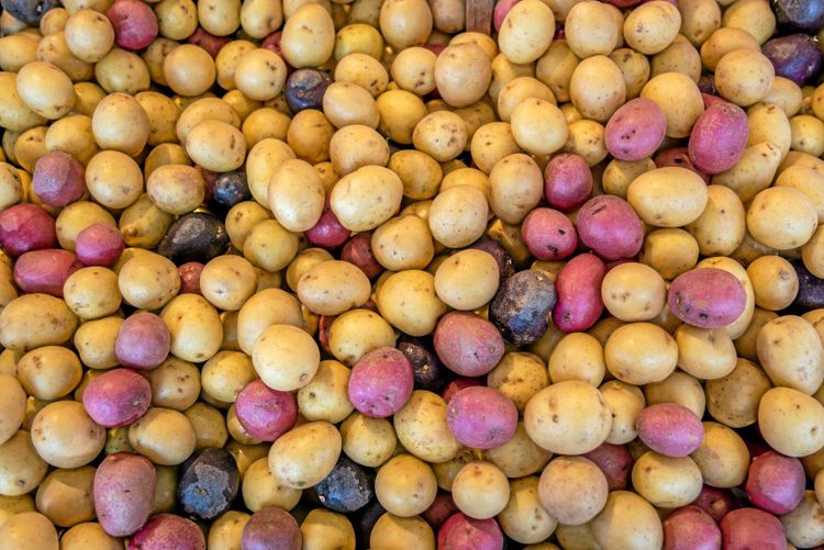 Potatisens fiender drar nytta av varandra