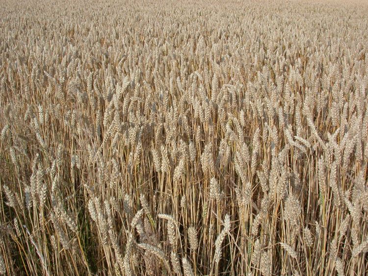 Nytt samarbete ska öppna ny marknad för svenska ekobönder.