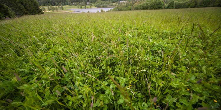 Förslaget: Vallodlare blir utan torkstöd