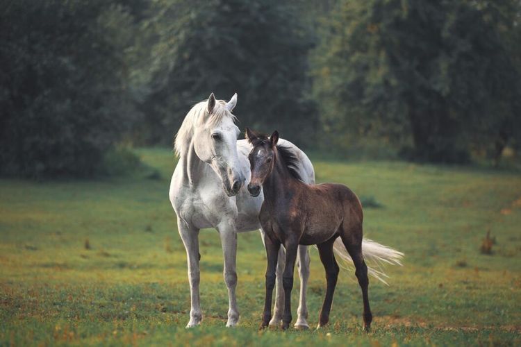 Hästaveln nobbar Postnord