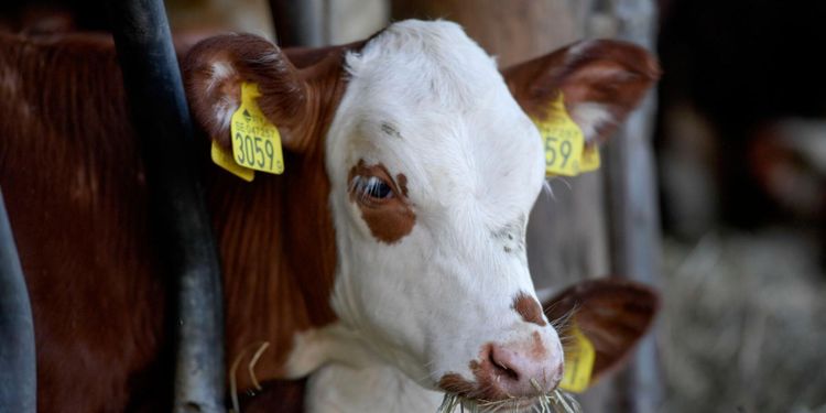 Varannan djurbonde har inte sökt krisstöd