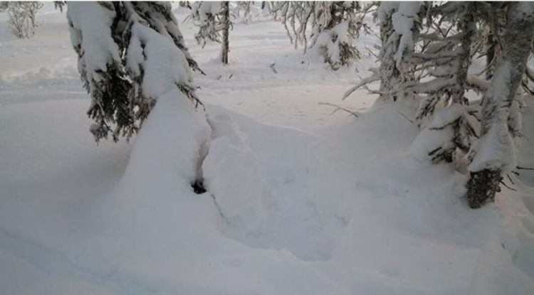 Skoterförare misstänks jagat järv en mil