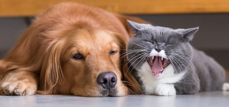 Hundar och katter med klös