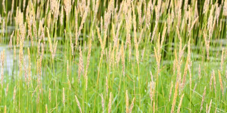 Rörflen gav utslag i dopningsprov