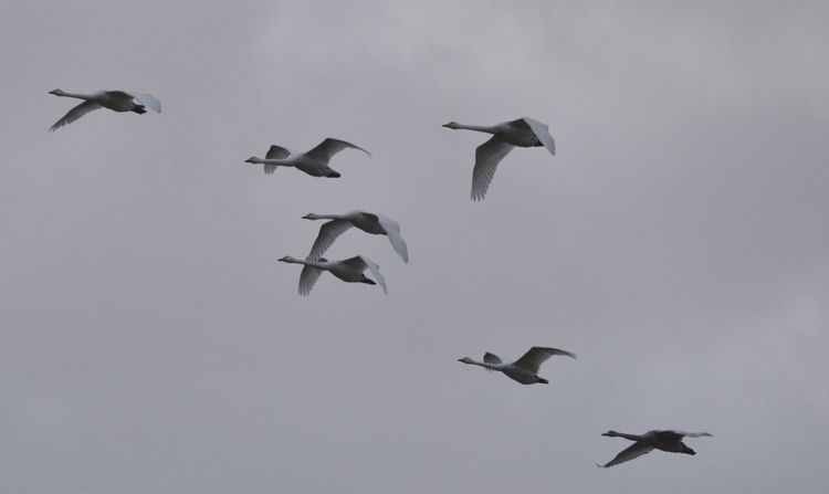 Våg av fågelinfluensa över Europa