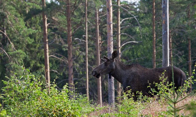 Beräkningen av betesskador vilar på bräcklig grund