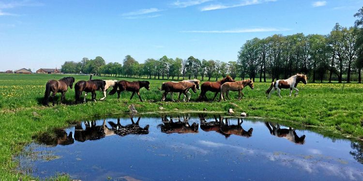 ”Många upplever nog oss som lite smågalna”