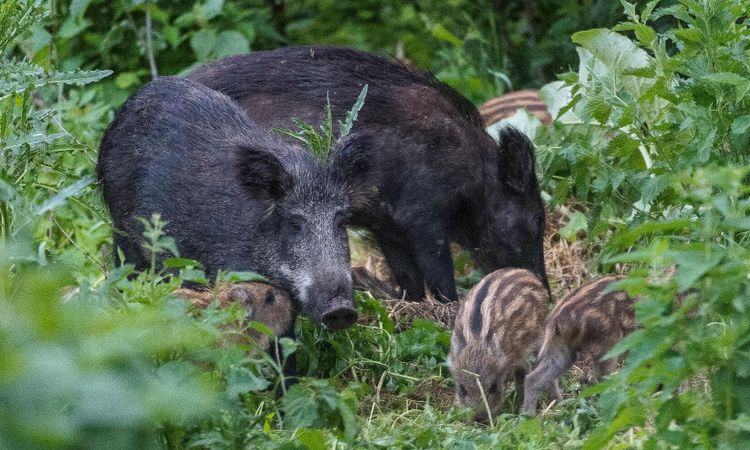 Protester mot polsk massjakt på vildsvin