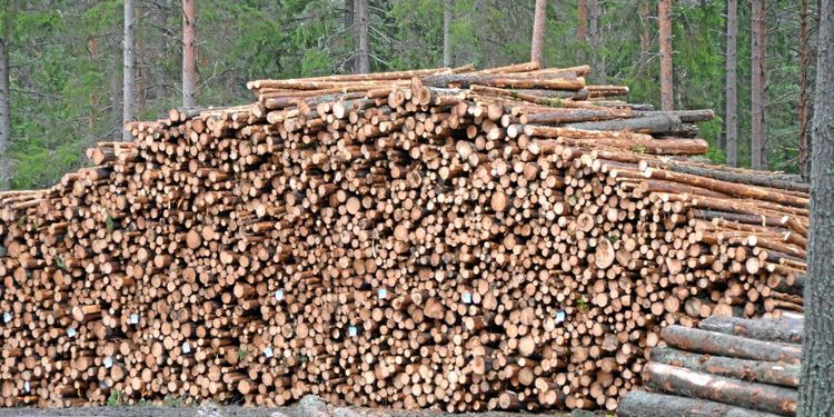 Rekordstora virkeslager