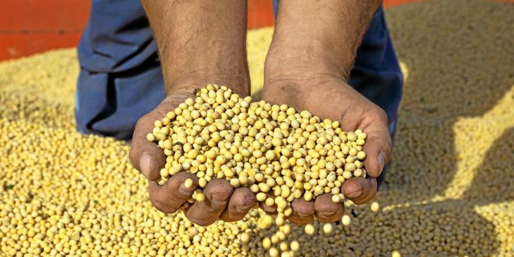 Tullkrig ökar USA:s sojaexport till EU