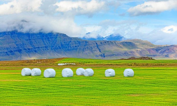 Norge importerar 30 000 balar grovfoder från Island