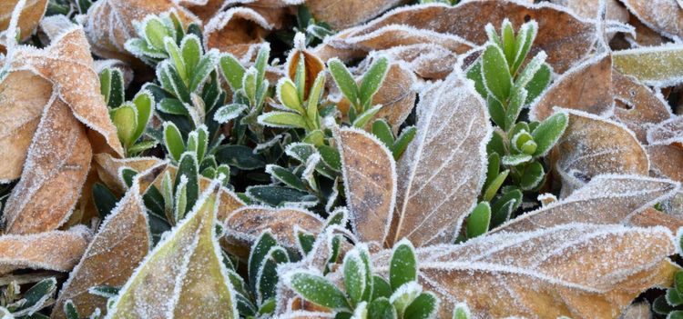 Iskylan slår ut Italiens grönsaksodlare