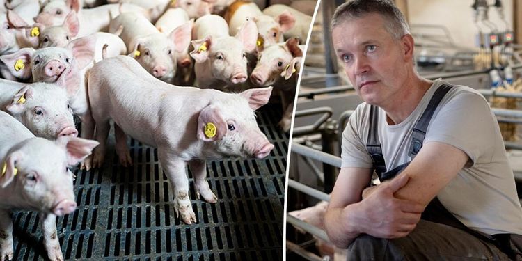 Han slaktar ut och satsar på friskare djur