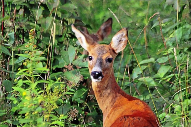 Rådjursbetningen ökar kraftigt
