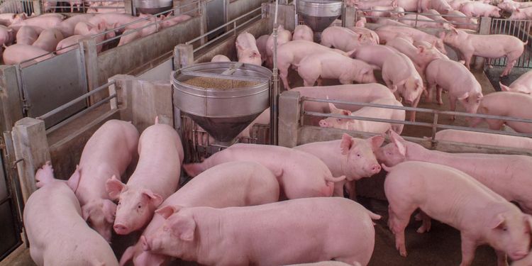 Stigande europeiska grispriser