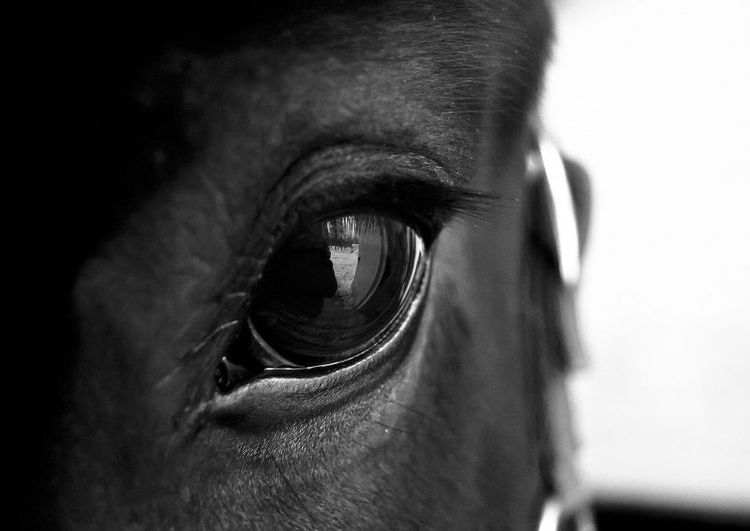 Hästsäljare hotas av vite