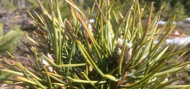 Skogforsk utreder busktallarnas gåta