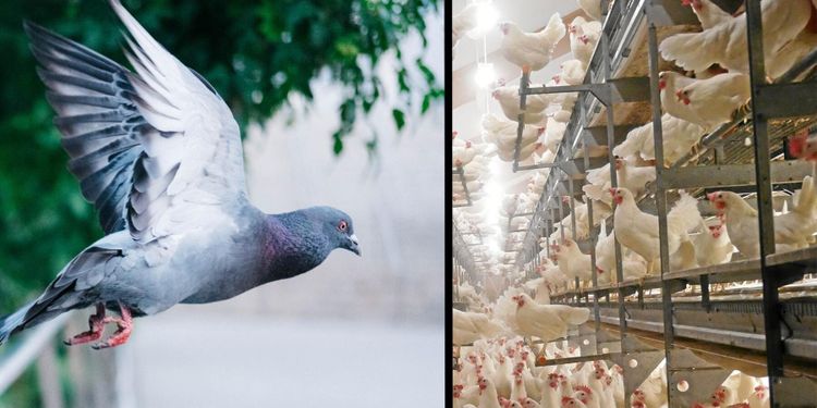 Duvpesten sprider sig - kan orsaka newcastle