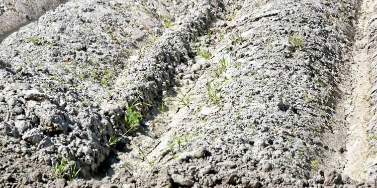 Torkan kan kosta danska jordbruket enorma summor