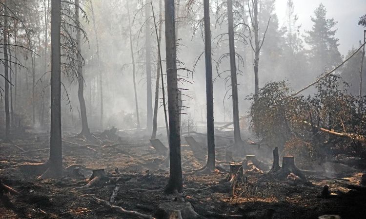 Bränder och torka hett i medierna