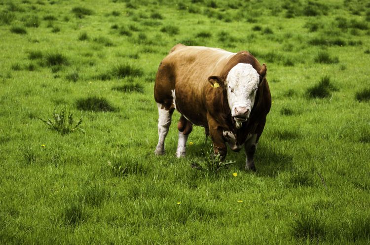 Tjur på äng.