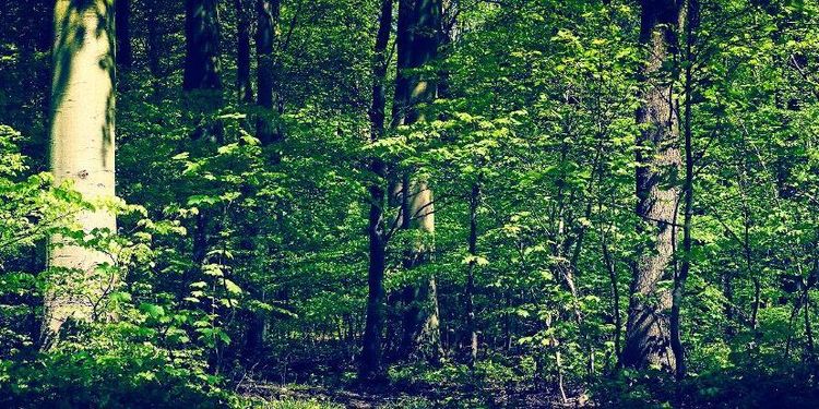 Storsatsning på orörda skogar i Danmark