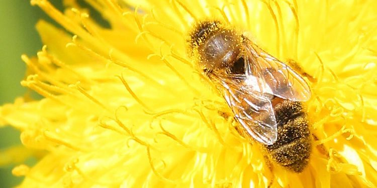Risk för minskad skörd när bin dör