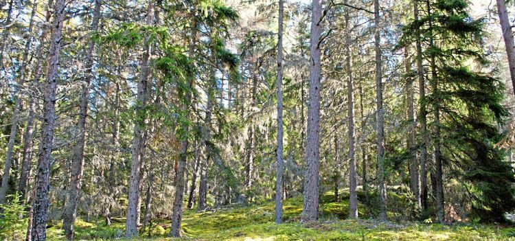 "För tidigt att kommentera"