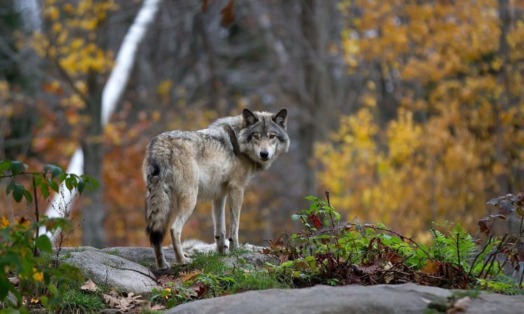 Tre av fyra varglän saknar varningstjänst