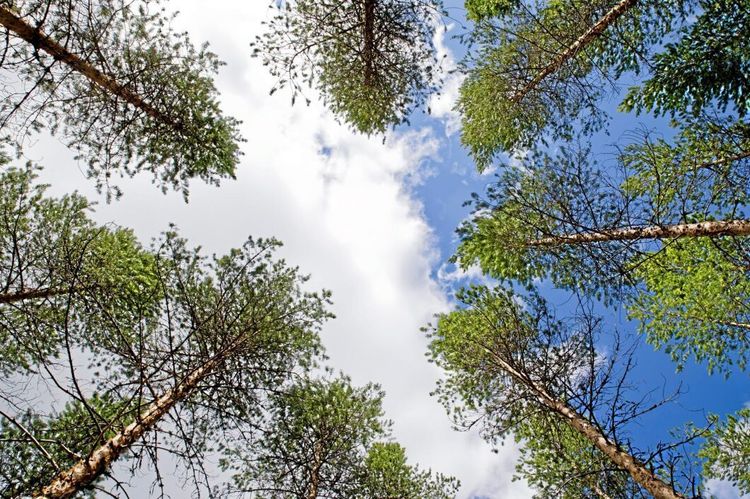 Stor positiv klimatpåverkan från SCA