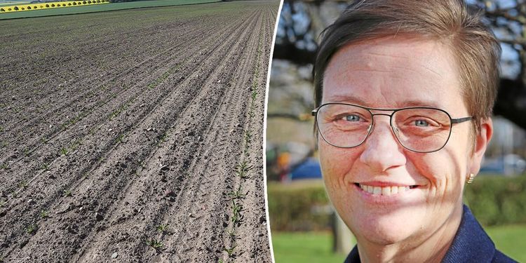 Flera länder ger dispens för Gauchobetning