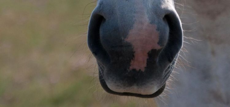 Hästar målade med blå färg