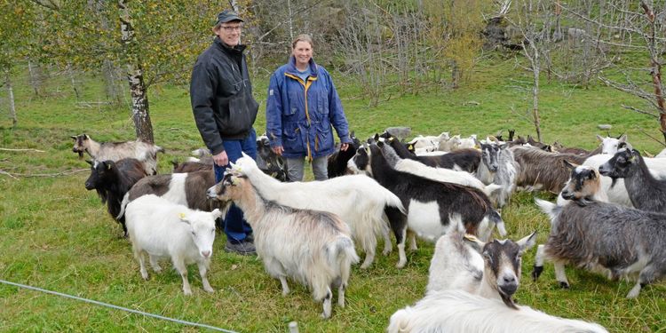 Problem med inavel hotar lantrasgeten